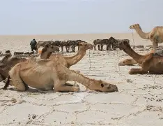 Camels resting on the bright salt crust under the open sky.