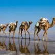 A line of camels moving across the mirror-like salt flats.