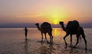 Camel caravan silhouettes crossing shallow reflective water at sunset.